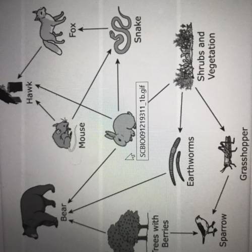 Which animal is a consumer in this food web that feeds at the lowest and highest trophic level of t