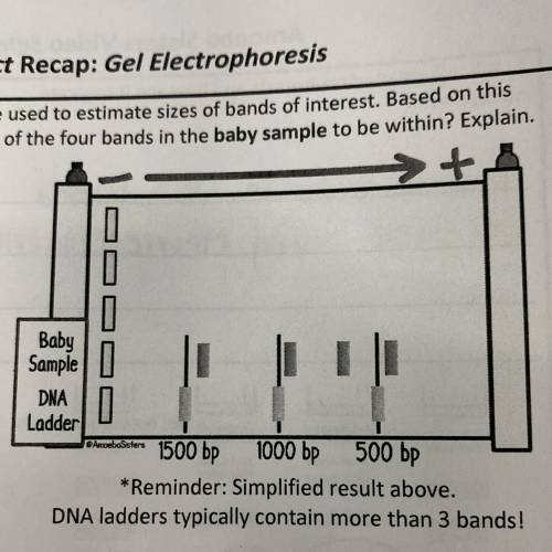 A DNA ladder has known base pair (bp) lengths that can be used to estimate sizes of bands of intere