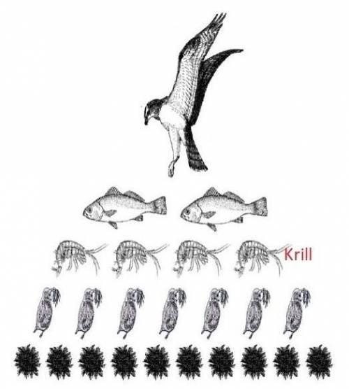 How much energy is available at each level if the krill (on trophic level 3) ends up with 450 kcal
