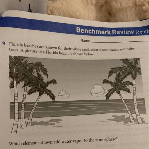 Which elements shown add water vapor to the atmosphere?

A palm trees only
B ocean water only
C oc