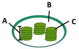 HELP DUE in 10 MINS! The Calvin Cycle takes place in which area?

ABC