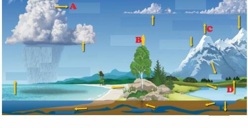 Study the diagram below.

water cycle 
Which arrow best represents the process of sublimation?
A
B