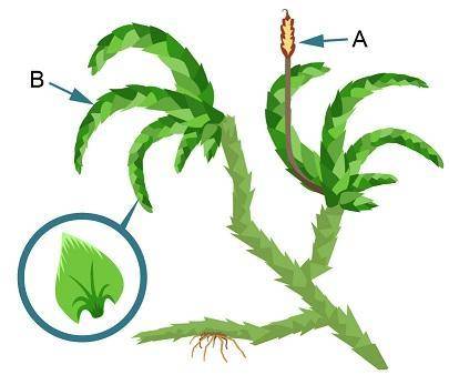 A group of students was examining the moss Pterogonium gracile.

Diagram of a pterogonium gracile