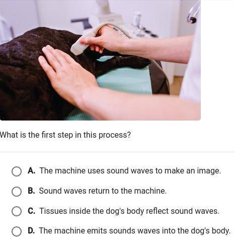 The photo shows a veterinarian using an ultrasound machine to see inside a dogs body