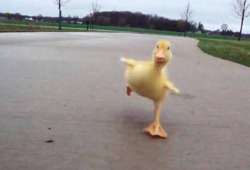 HELPPPPPPPPPPPPPPPP
A DUCK IS CHASING ME WHAT SHOULD I DOOOOO