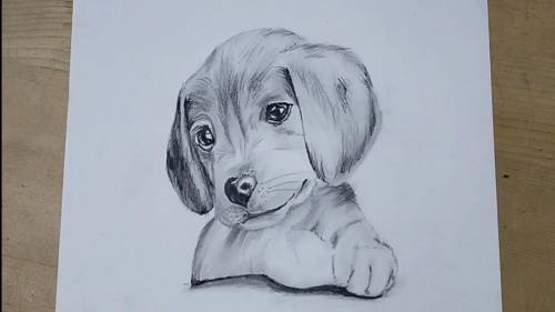 My puppy drawing R a t e 1- 10
