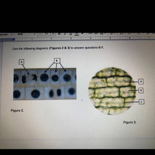 I’ll pay 20$ if you answer right now.

Questions: figure 3 shows plant cells from either the stem