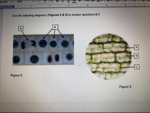 I’ll pay 20$ if you answer right now.

Questions: figure 3 shows plant cells from either the stem