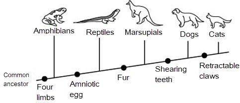 Look at the diagram shown below:

Based on the diagram, which of the following traits do reptiles