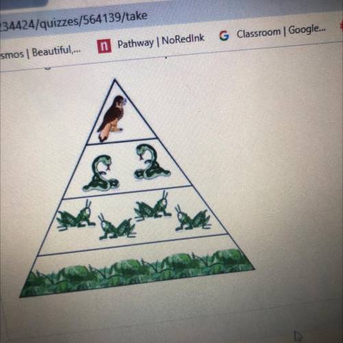 Which trophic level on the pyramid shown has the largest number of organisms?