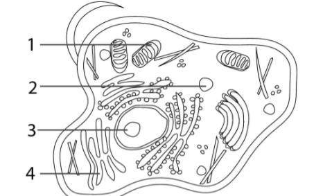 HELP The graphic below shows an unlabeled animal cell. Where can genetic material be found?

A Org