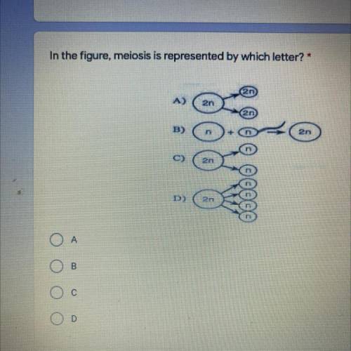 In the figure, meiosis is represented by which letter? *

2n
B)
2n
C)
D)
2n
A
B.
С