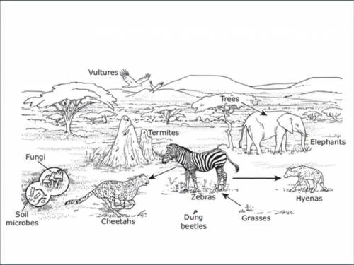 The African savanna is a grassland scattered with shrubs and small trees. Some of the organisms tha