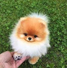 Hang out here if you are happy here my pup she is a Pomeranian so cute but she was expensive
