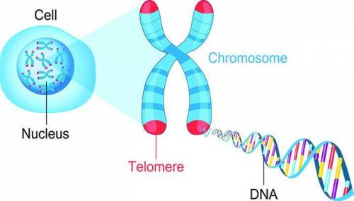 List the three Structures in order is size starting with the largest :

Chromosome Gene Nucleus​