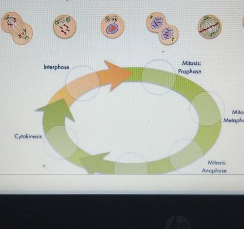 Interphase Milosis: Prophese Mitosis: Melaphese Cytokinesis Anaphosedrag and drop​