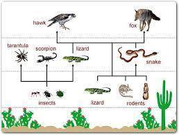TwT so I dont know what animal I should right about (something else for me tk do the food web please