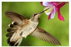Explain how the relationship between the hummingbird and the flower is an example of mutualism.
