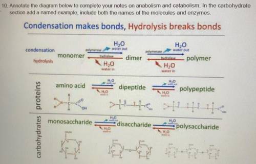 10. Annotate the diagram below to complete your notes on anabolism and catabolism. In the carbohydr