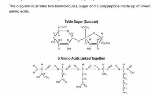 NEED HELP ASAP Compare the elements that make up these examples of biomolecules (list the similar e