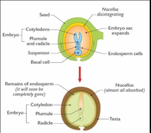 Plant cell using seeds diagram​