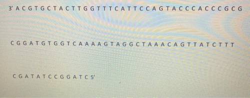 Using the dna template above, transcribe the complementary mRNA sequence.
