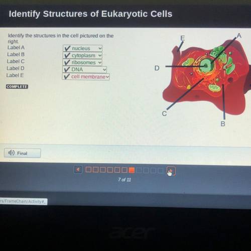 А

E
v
Identify the structures in the cell pictured on the
right
Label A
Label B
Label C
Label D
L