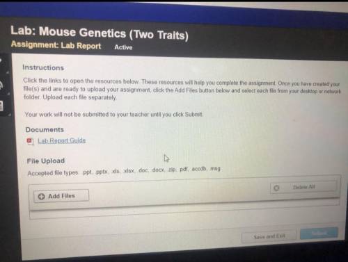 (100PTS WILL GIVE BRAINLIEST IF YOU HAVE THE FULL REPORT!!! Lab: Mouse Genetics (Two