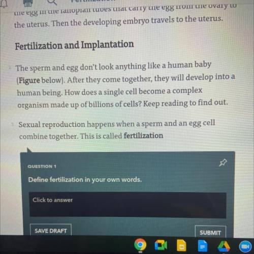 Define fertilization?