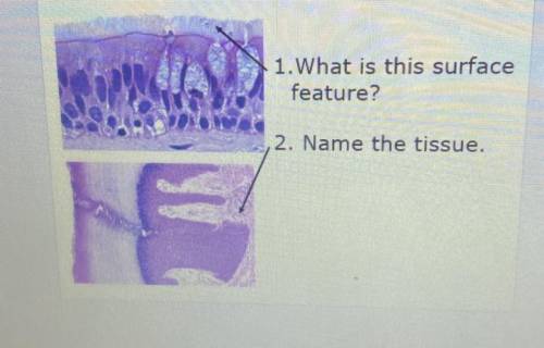 1. What is this surface
feature?
2. Name the tissue.