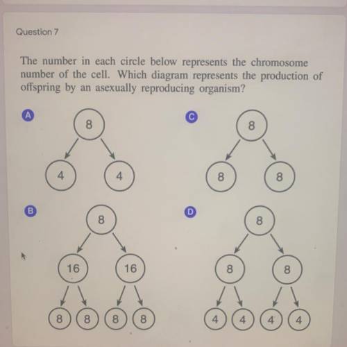 The number in each circle below represents the chromosome

number of the cell. Which diagram repre