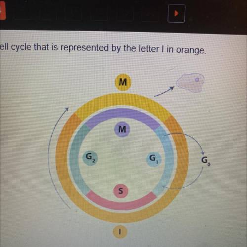 Identify the stage of the cell cycle that is represented by the letter I in orange.