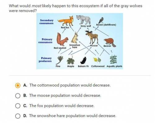 What would most likely happen to this ecosystem if all of the gray wolves were removed?