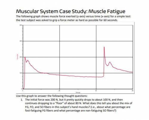 Muscular System Case Study: Muscle Fatigue

The following graph shows muscle force exerted (y-axis