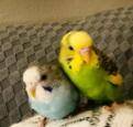 My children kiwi and sky RIP kiwi TwT 
- and then ray and sky (ray the new mans)
