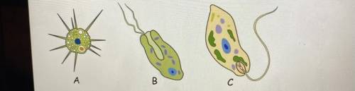 HELP ASAP 
which of the following protists possesses colia