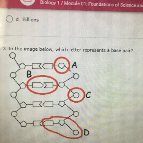 3. In the image below, which letter represents a base pair?
otA
B
30
D