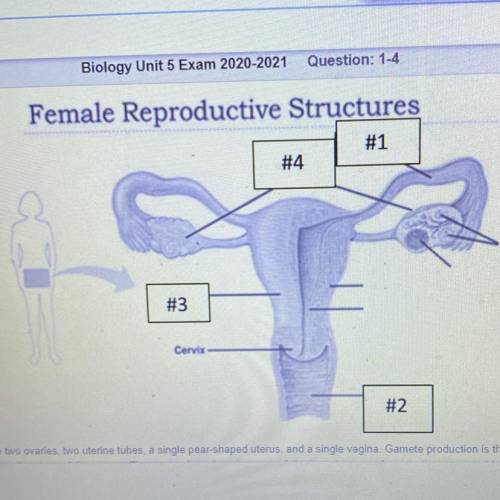 The parts of the female reproductive tract normally include to ovaries to uterine tubes a single p