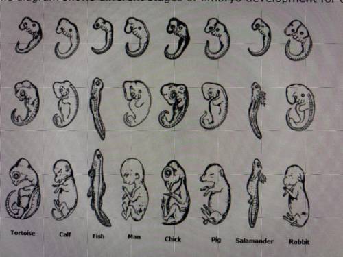 Use the diagram to answer the following question.

The diagram shows different stages of embryo de