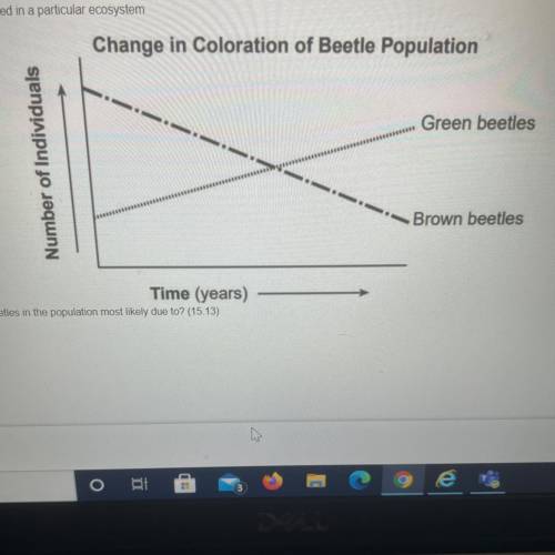 The graph below represents the number of brown and green beetles collected in a particular ecosyste