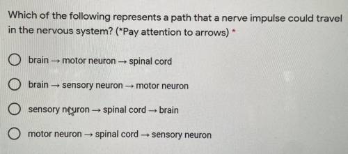 Which of the following represents a path that a nerve impulse could travel in the nervous system?