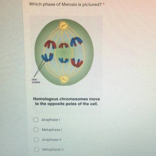 Which phase of Meiosis is pictured?*

nam
uvu
ster
maids
Homologous chromosomes move
to the opposi