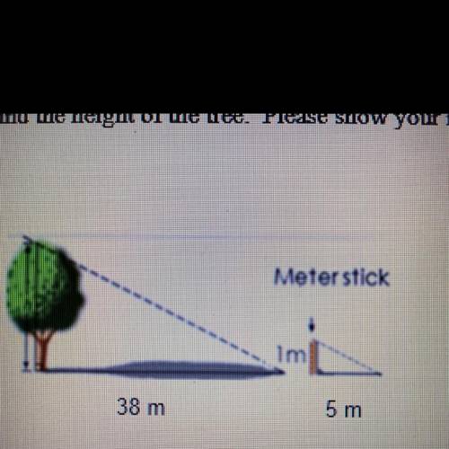 Find the height of the tree. Please show your math work step by step and don't forget the unit.
