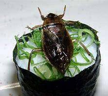 How to prevent cockroach in sushi