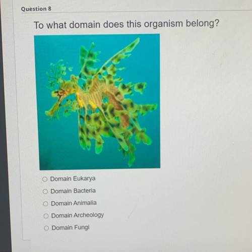 Question 8

To what domain does this organism belong?
Domain Eukarya
Domain Bacteria
Domain Animal