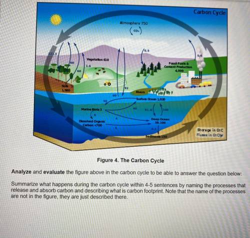 Plss help me with this carbon cycle
