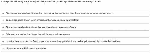 Arrange the following steps to explain the process of protein synthesis inside the eukaryotic cell.