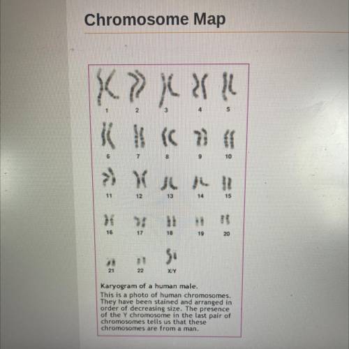 Chromosome 11 is made of over ( )million base

pairs.
Approximately how many genes are found on
ch