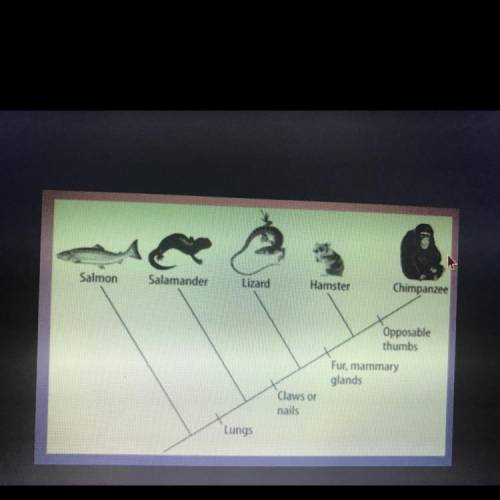 Giving Brainliest/ can someone help me please!

What do all of these species in this cladogram hav