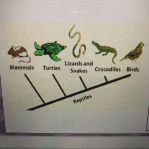 PLEASE HELP :)!!

Based on the cladogram shown in the
image, which group has a common
trait that a